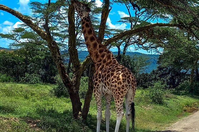 Nairobi National Park Safari With a Visit to Giraffe Center. - What the guide adds to the game drive
