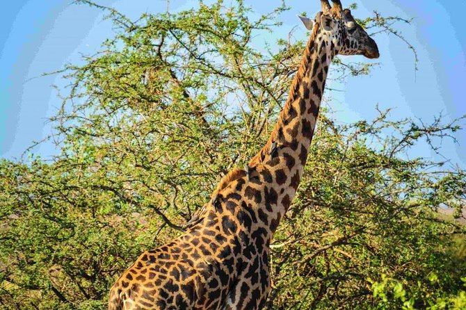 Nairobi National Park Safari - How the four-hour safari works