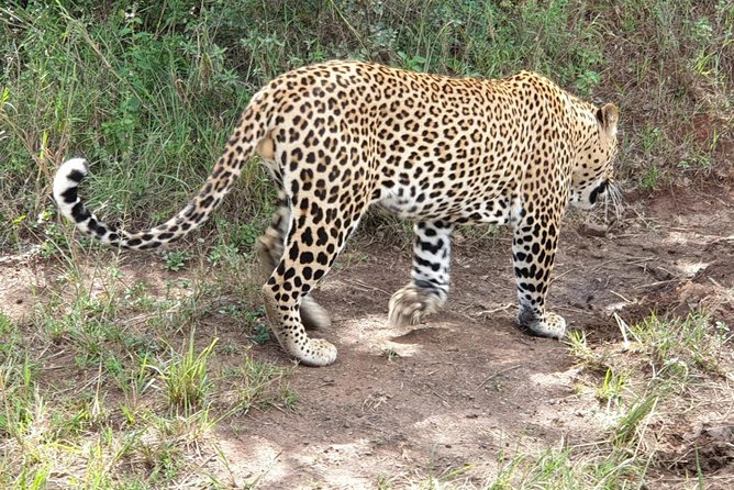 Nairobi National Park, Sheldrick Elephant, Giraffe Centre Tour - Karen Blixen Museum, Kobe Beads, and the changing final stop