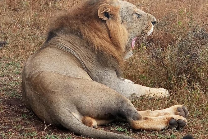 Nairobi National Park, Sheldrick Elephant, Giraffe Centre Tour - Guides make or break the day