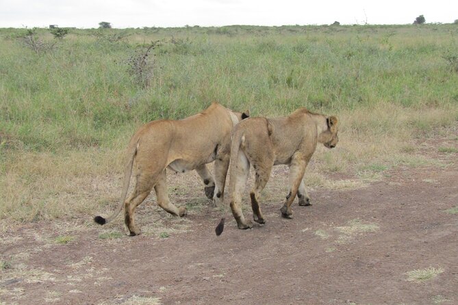 Nairobi National Park Sheldrick & Giraffe Centre Day Trip - What the safari van means for your day