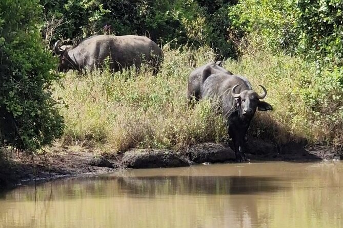 Nairobi National Park Sheldrick & Giraffe Centre Day Trip - Who will enjoy this Nairobi day trip?