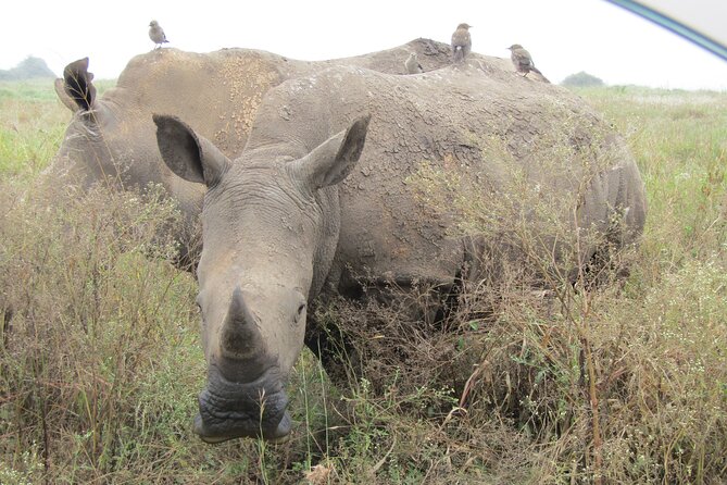 Nairobi National Park Sheldrick & Giraffe Centre Day Trip - Booking details worth checking first