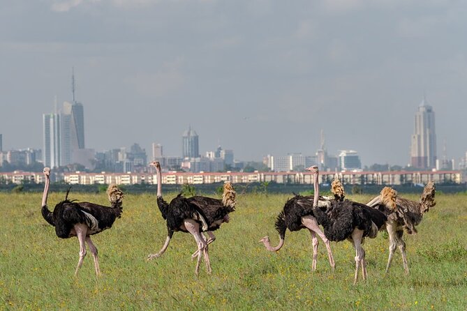 Nairobi National park sun rise game drive with pickup & drop-off - Crocodiles, hyena dams, and smaller sightings