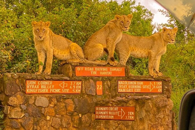 Nairobi National park sun rise game drive with pickup & drop-off - Photo stops at Impala Picnic and the ivory-burning site