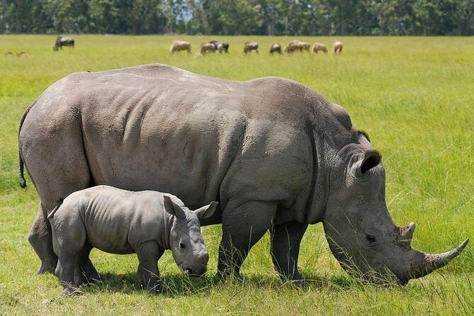 Nairobi National park sun rise game drive with pickup & drop-off - The 10:30 am exit and coffee stop