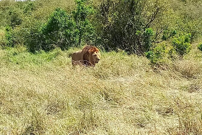 Nairobi National park sun rise game drive with pickup & drop-off - Vehicle comfort and the guide