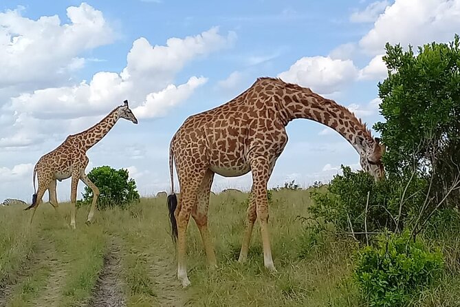 Nairobi National park sun rise game drive with pickup & drop-off - Searching for rhinos, lions, and buffaloes