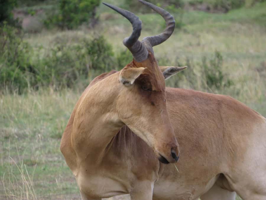 Nairobi national park: Sunrise and Sunset Tours - Nairobi National Park with the city close behind
