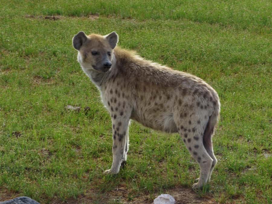 Nairobi national park: Sunrise and Sunset Tours - What the sunrise adds to the experience
