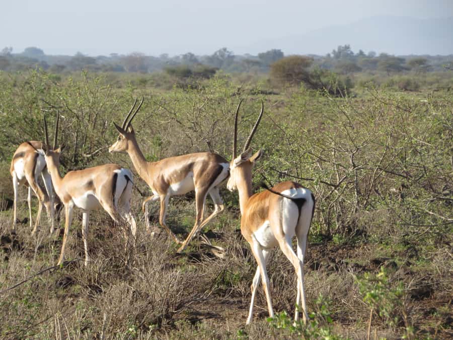 Nairobi national park: Sunrise and Sunset Tours - Who will get the most from this tour