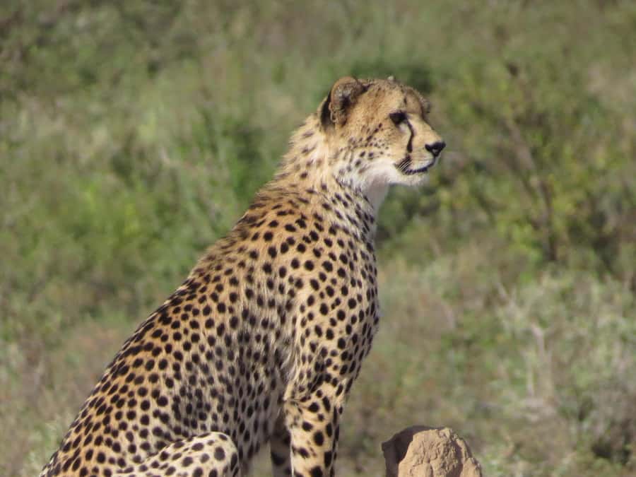 Nairobi national park: Sunrise and Sunset Tours - How this compares with going alone
