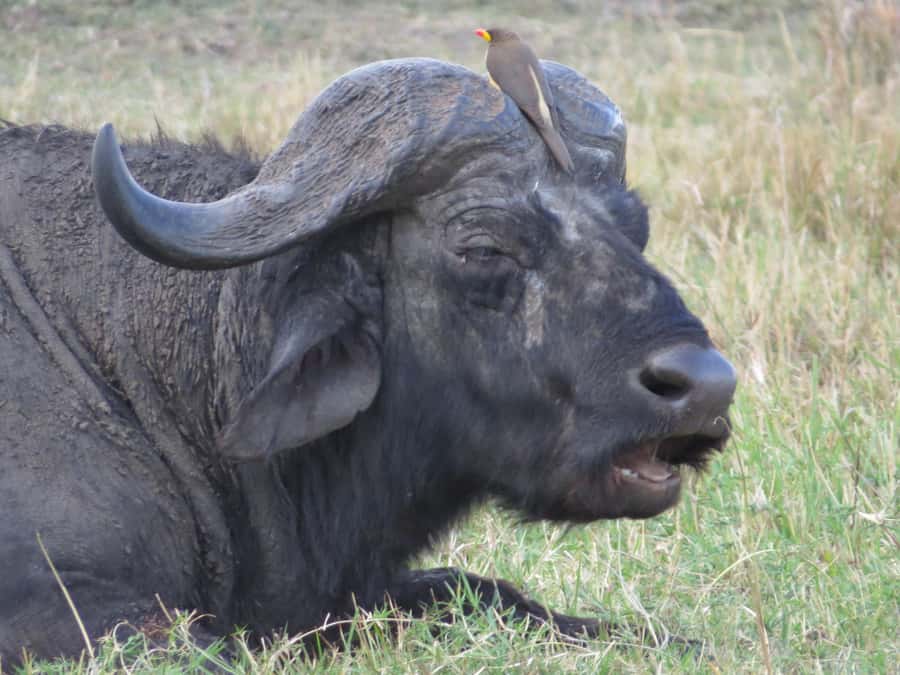 Nairobi national park: Sunrise and Sunset Tours - Sunrise or sunset: choosing the better departure