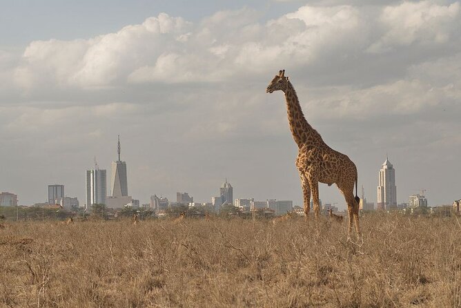 Nairobi National Park Tour - A real safari within Nairobi city limits
