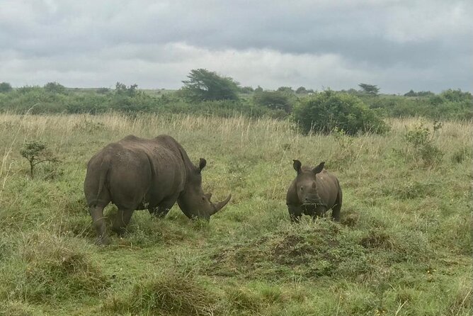 Nairobi National Park Tour - The guide can make or break the outing