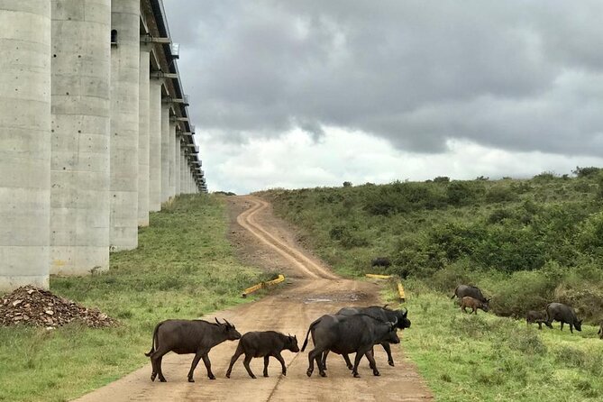 Nairobi National Park Tour - The Carnivore restaurant option