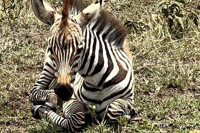 Nairobi National Park Tour From 0600hrs - 1130hrs or From 1300hrs - 1800hrs - What the five-hour schedule feels like