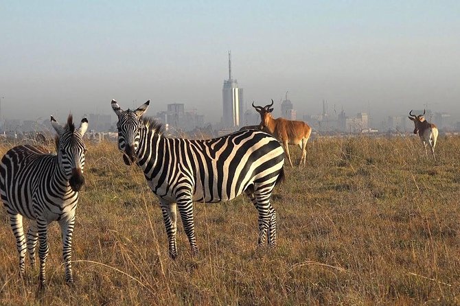 Nairobi National Park Tour - What you can see on the game drive