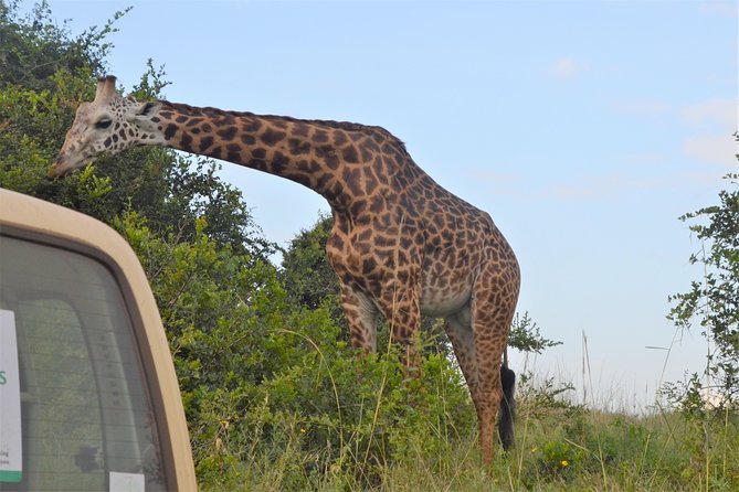 Nairobi National park - What the four-hour game drive feels like