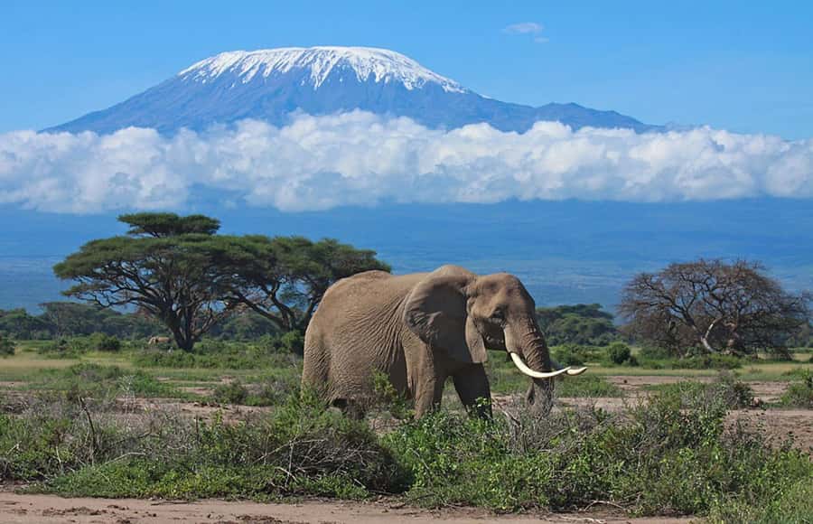 Nairobi: Overnight Safari Trip to Amboseli National Park - Why Amboseli works so well for a two-day safari