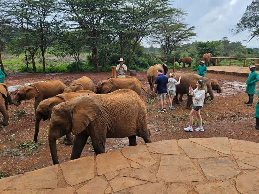Nairobi Park, Giraffe & Elephant Orphanage with Museum Visit - Eight hours, a small group, and the real cost
