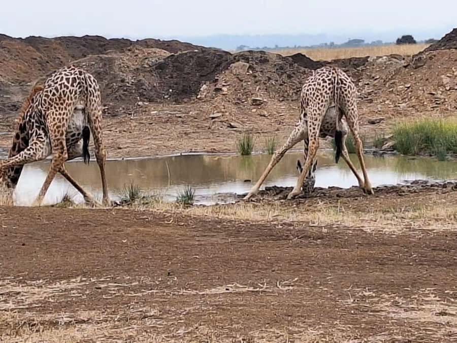 Nairobi Park, Giraffe & Elephant Orphanage with Museum Visit - FAQ