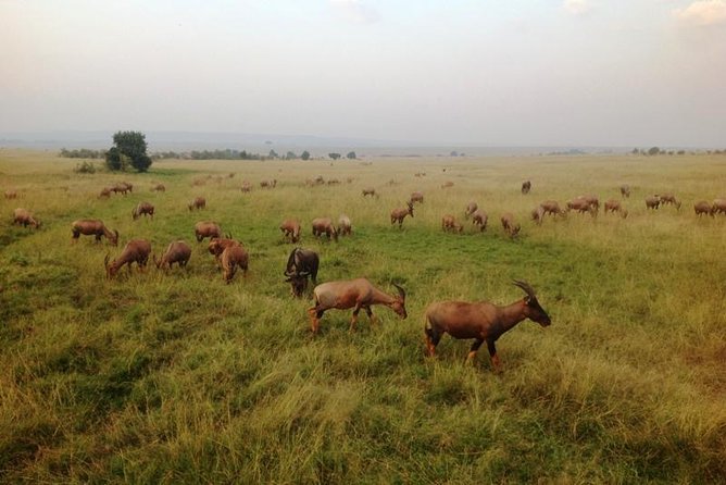 Nairobi park, steamark birds, Girraffe center & bomas - The guide can shape the wildlife experience