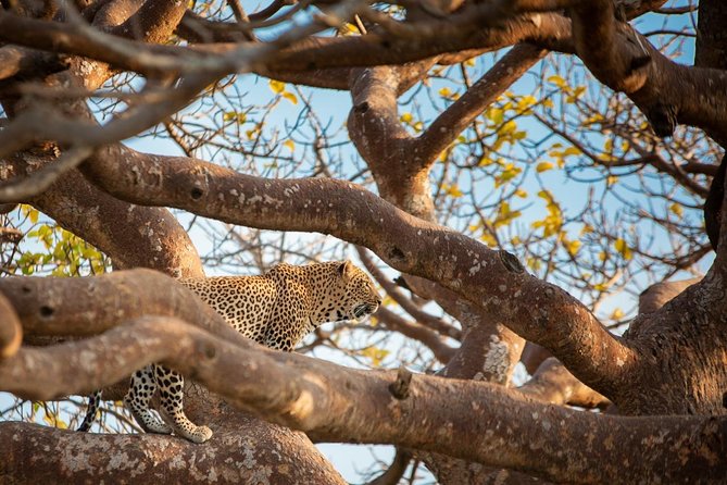 Nairobi park, steamark birds, Girraffe center & bomas - Giraffe Centre: face-to-face with Rothschild giraffes