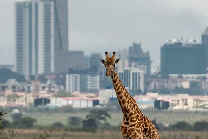 Nairobi Park Wildlife Safari - A guide can make or break the morning