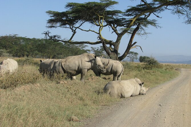Nairobi Park Wildlife Safari - Walking trails are worth clarifying before departure