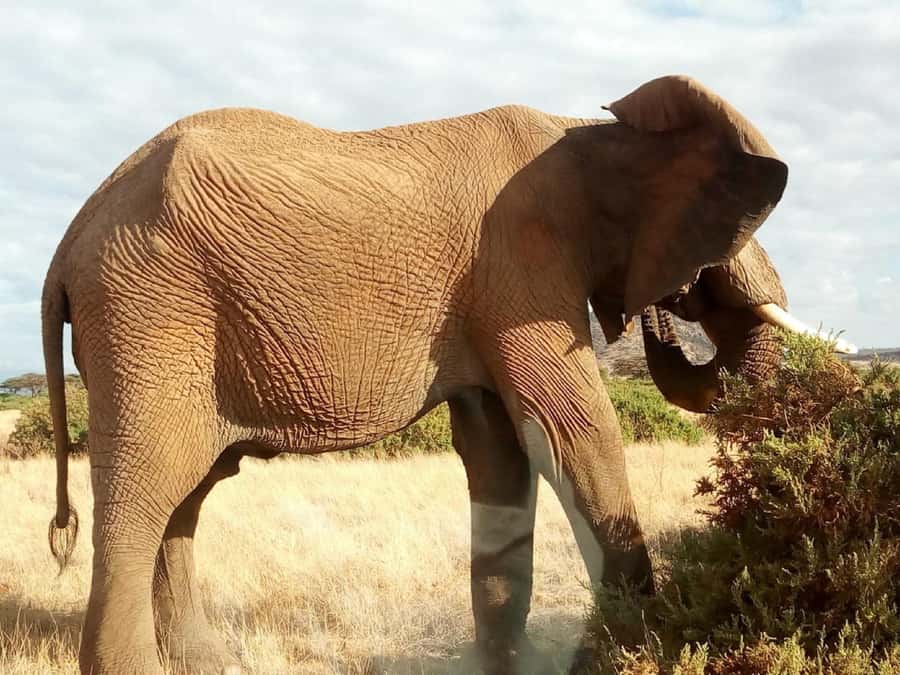 Nairobi: Private Elephant Orphanage Tour - Key points before you book