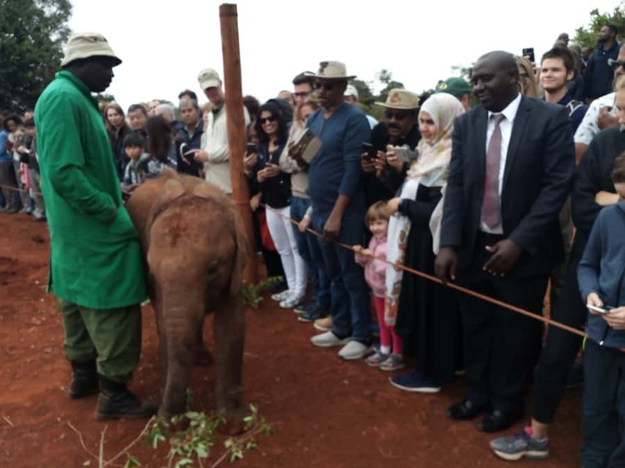 Nairobi: Private Elephant Orphanage Tour - Meeting rescued elephants at 10:45 AM