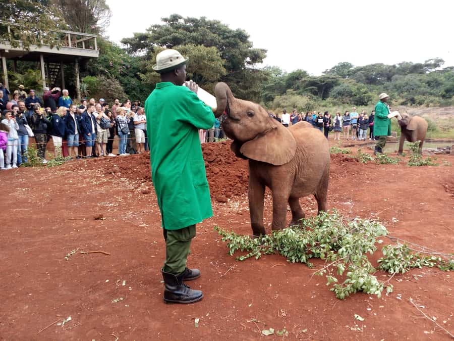 Nairobi: Private Elephant Orphanage Tour - Why the David Sheldrick Wildlife Trust matters