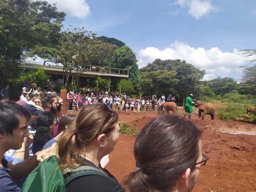 Nairobi: Private Elephant Orphanage Tour - The Nairobi National Park fee needs careful checking
