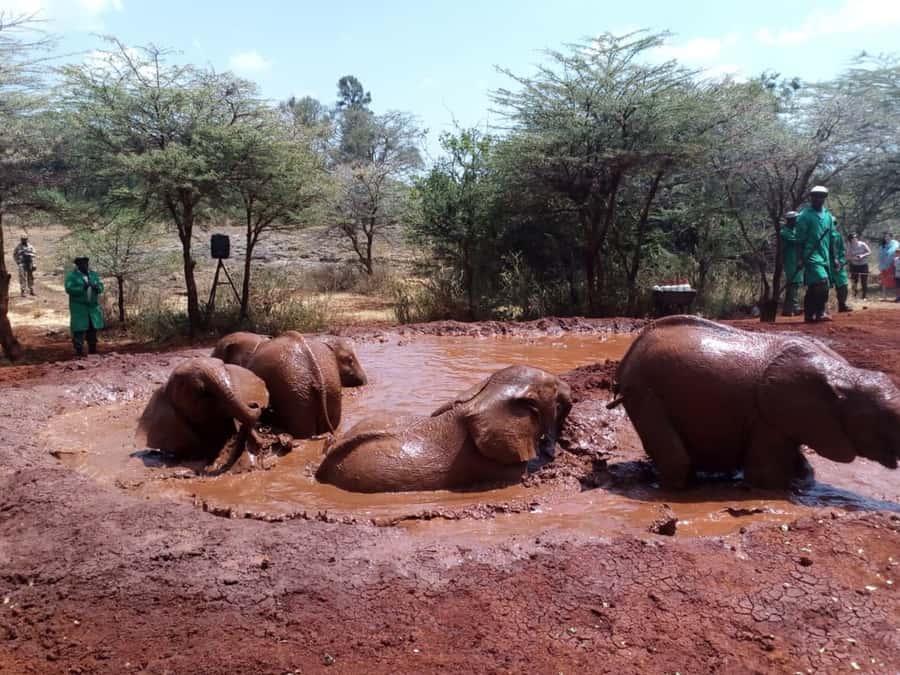 Nairobi: Private Elephant Orphanage Tour - Lunch is optional, not part of the price