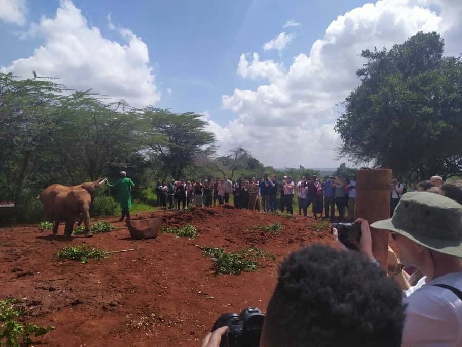 Nairobi: Private Elephant Orphanage Tour - Languages, comfort, and what to bring