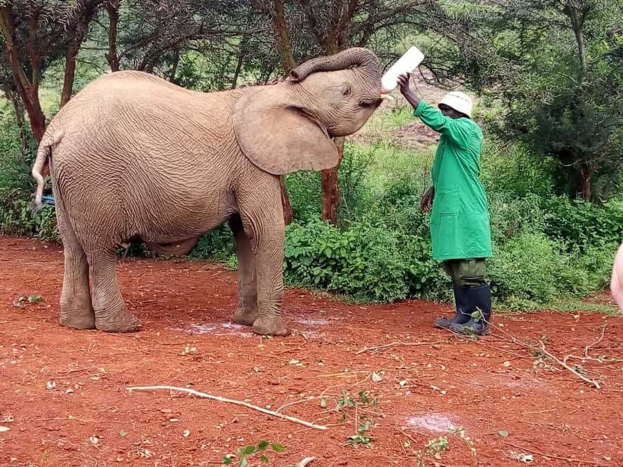 Nairobi: Private Elephant Orphanage Tour - Who will get the most from this tour?