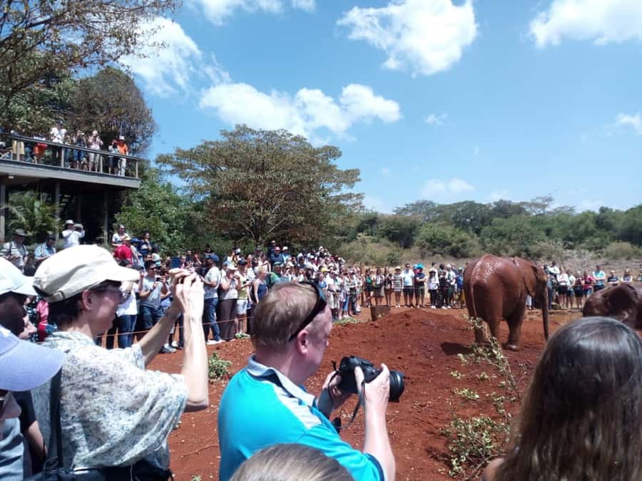 Nairobi: Private Elephant Orphanage Tour - What the elephant feeding is really like