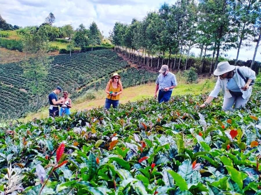 Nairobi: Purple Tea Farm Gatura Greens Day Trip - Meeting the farm team at Gatura Greens