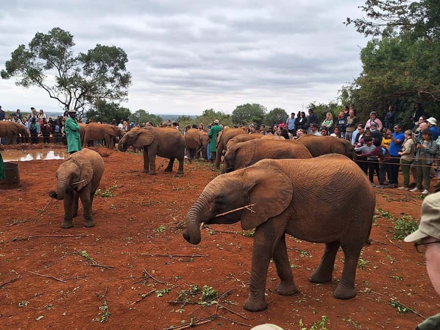 Nairobi’s Best:Elephants,Giraffes Center & Karen Blixen Tour - The elephant orphanage is the real heart of the morning