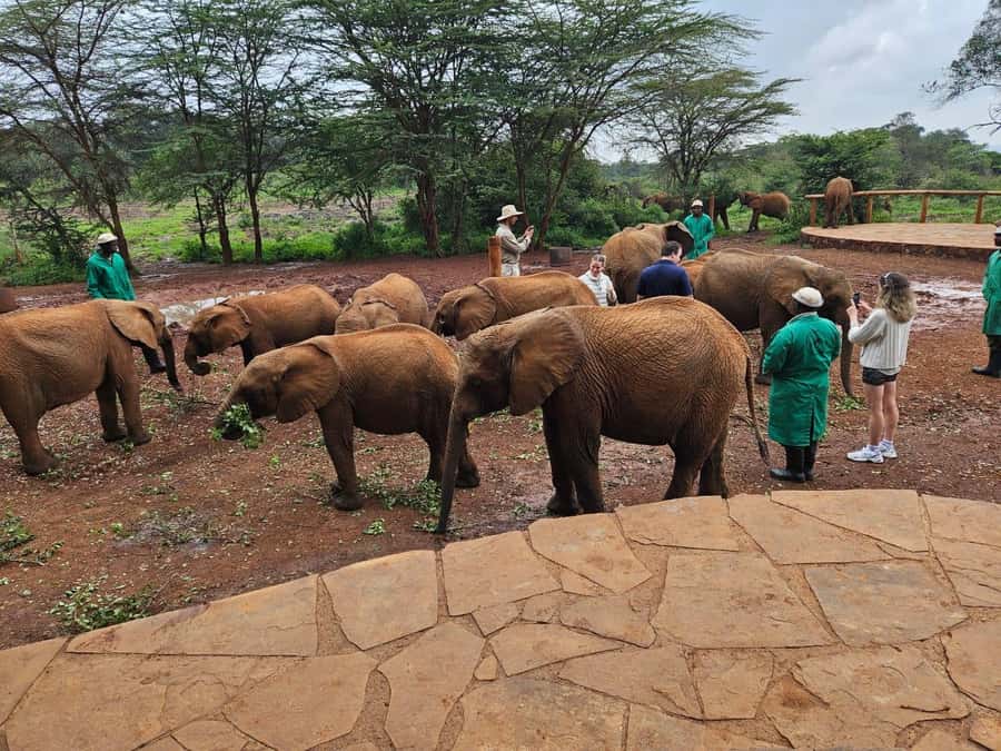Nairobi’s Best:Elephants,Giraffes Center & Karen Blixen Tour - Lunch at Nairobi Mamba Village is not included