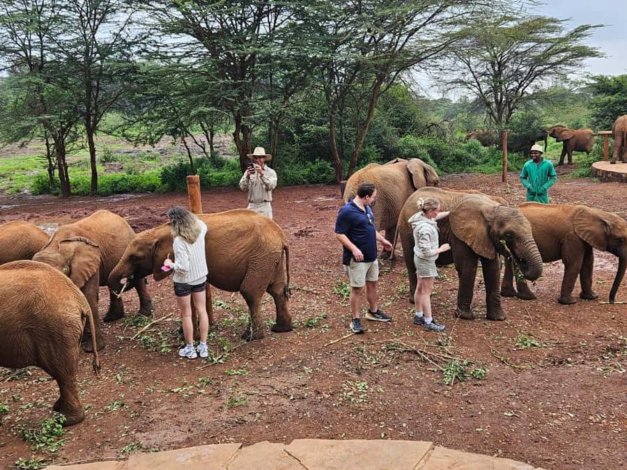 Nairobi’s Best:Elephants,Giraffes Center & Karen Blixen Tour - Booking advice for a smoother morning