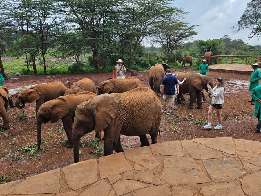 Nairobi’s Best:Elephants,Giraffes Center & Karen Blixen Tour - A private ride makes the schedule easier