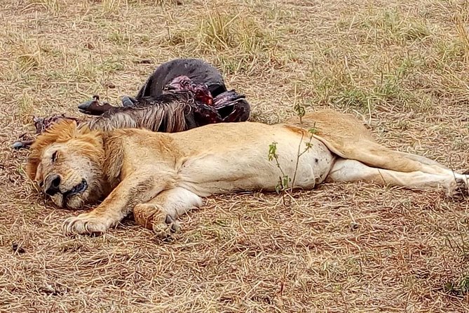 Nairobi safari walk half day tour - The half-day route from hotel to boardwalk
