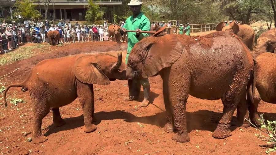 Nairobi: Sheldrick Elephant Orphanage and Giraffe Center - Key points to know before you go