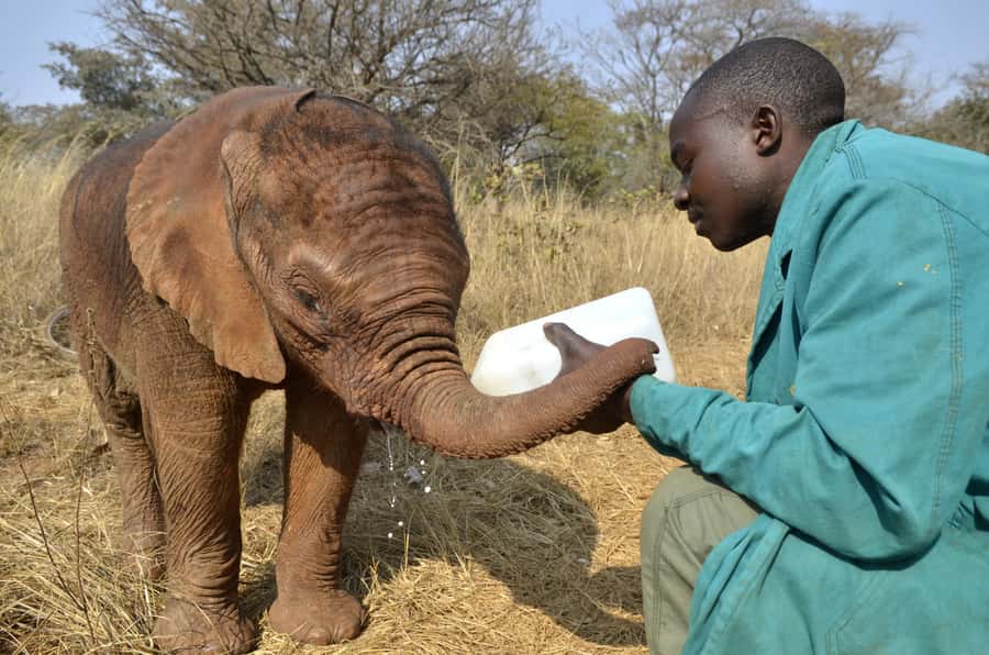 Nairobi: Sheldrick Elephant Orphanage and Giraffe Center - A compact Nairobi day built around conservation