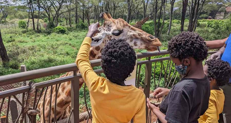 Nairobi: Sheldrick Elephant Orphanage and Giraffe Center - Meeting the rescued elephants at the Sheldrick Wildlife Trust
