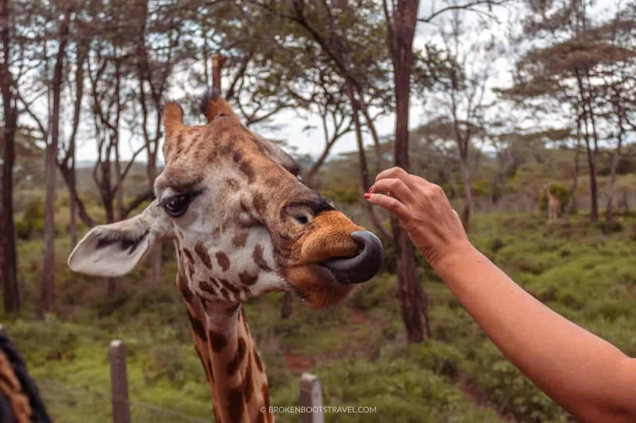 Nairobi: Sheldrick Elephant Orphanage and Giraffe Center - Timing, comfort, and practical advice