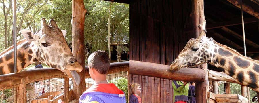 Nairobi: Sheldrick Elephant Orphanage and Giraffe Center - Starting from Nairobi at about 9:30