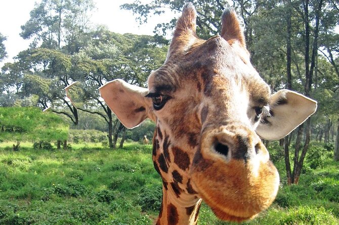 Nairobi Stopover & Layover Tour – Private, Fast & Flexible! - What a three, five, or ten-hour tour feels like